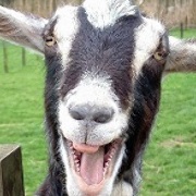 MyGoatFarted